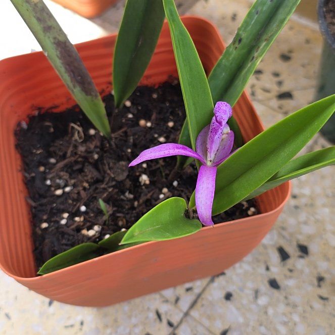 Photo of the plant species Mayflower Orchid by @Ezah named Ulysses S Plant on Greg, the plant care app