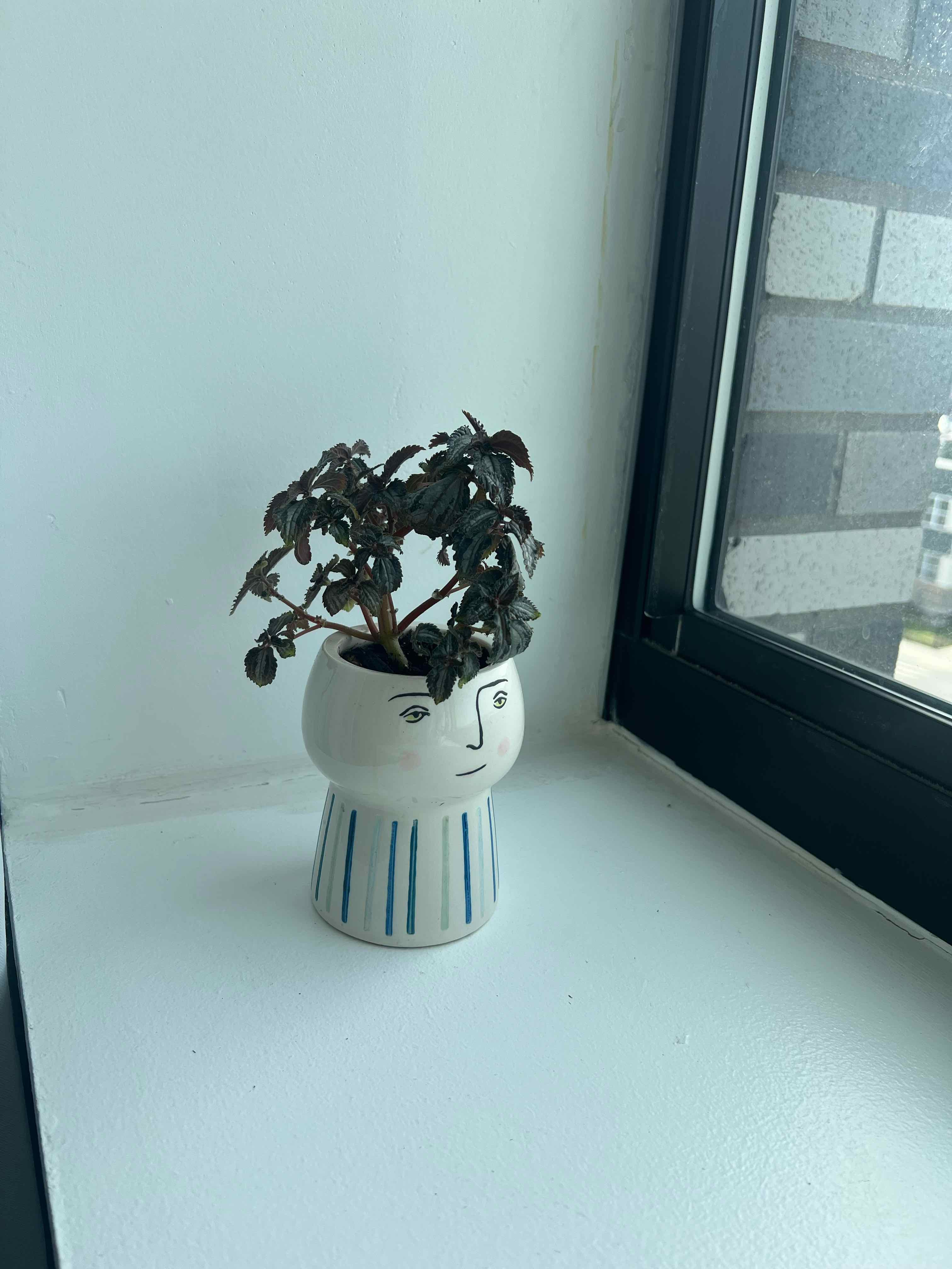 Pilea involucrata 'Norfolk' plant in a decorative pot on a windowsill with darkened leaves.