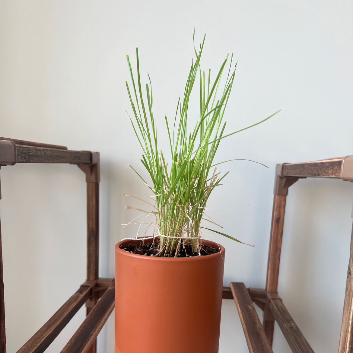 Photo of the plant species Wild Chives by @Chec.v named Pax on Greg, the plant care app