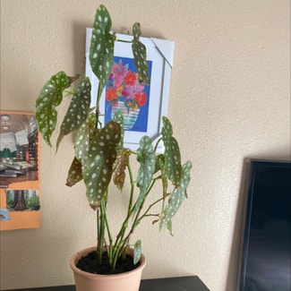 Polka Dot Begonia plant in Somewhere on Earth