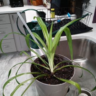 Spider Plant 'Variegatum’ plant in Groton, Connecticut