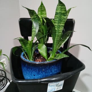 Snake Plant plant in Groton, Connecticut