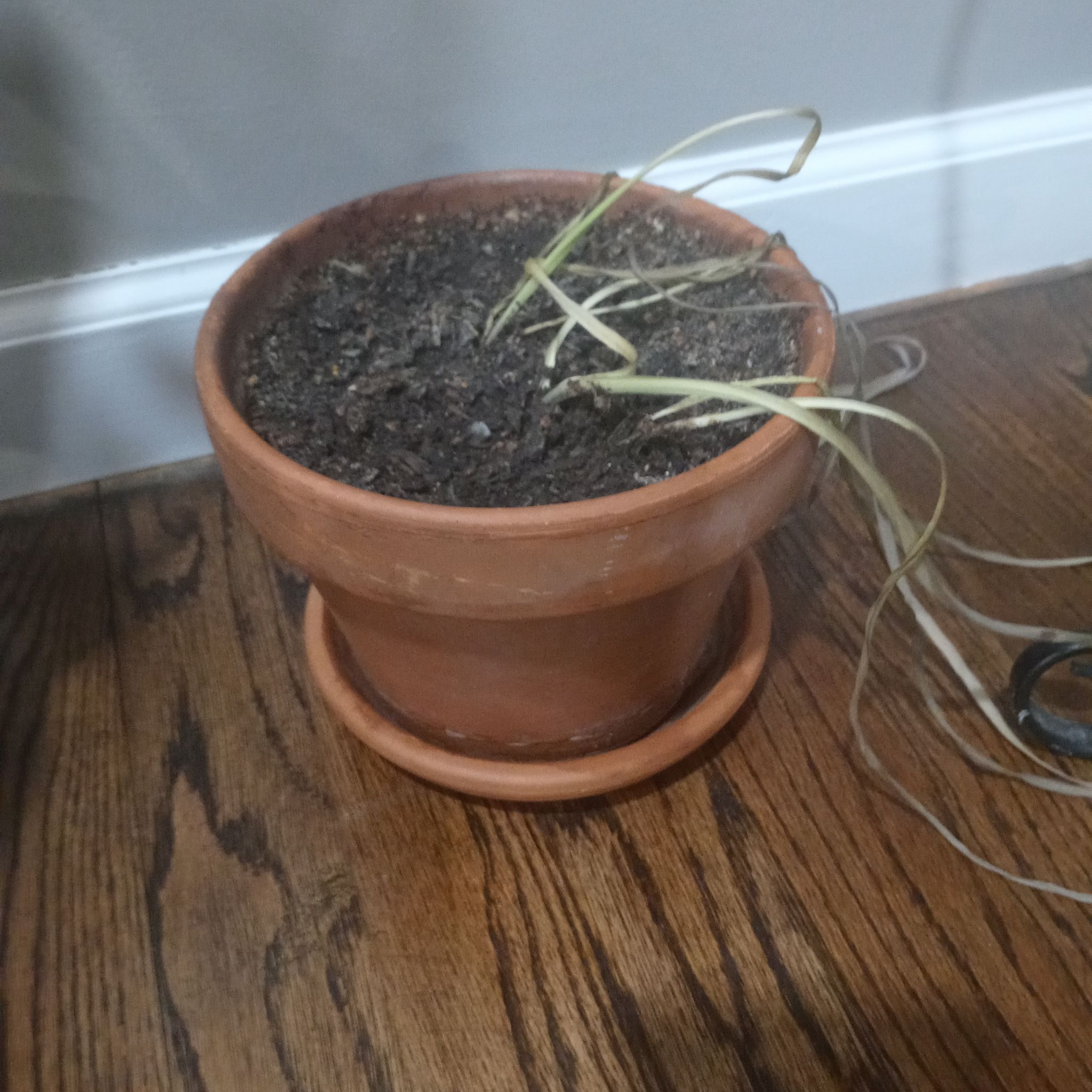 Photo of the plant species Jonquil by @TrustfulTeatree named Three more musketeers on Greg, the plant care app