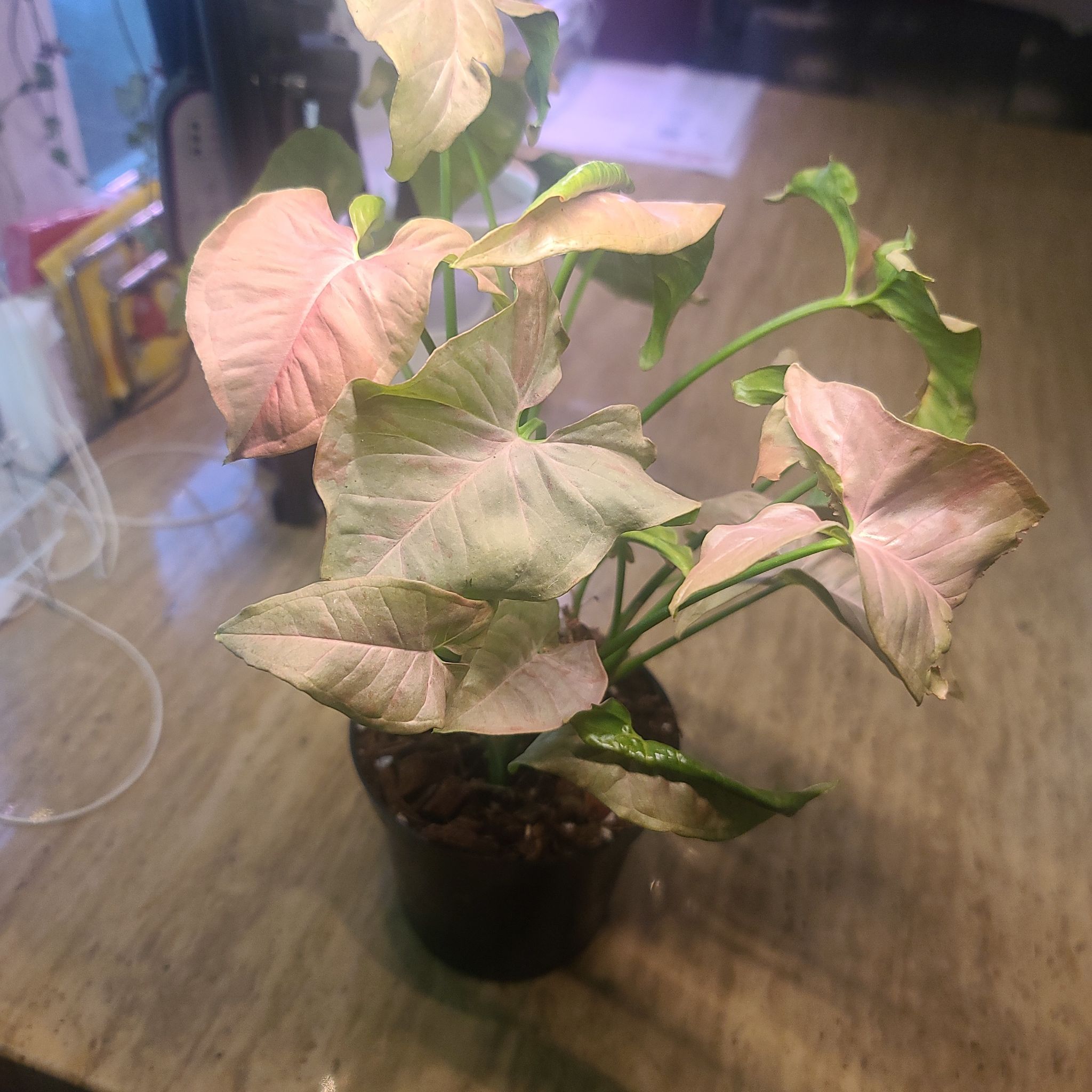 Syngonium 'Pink Spot' plant with yellowing and browning leaves in a pot.