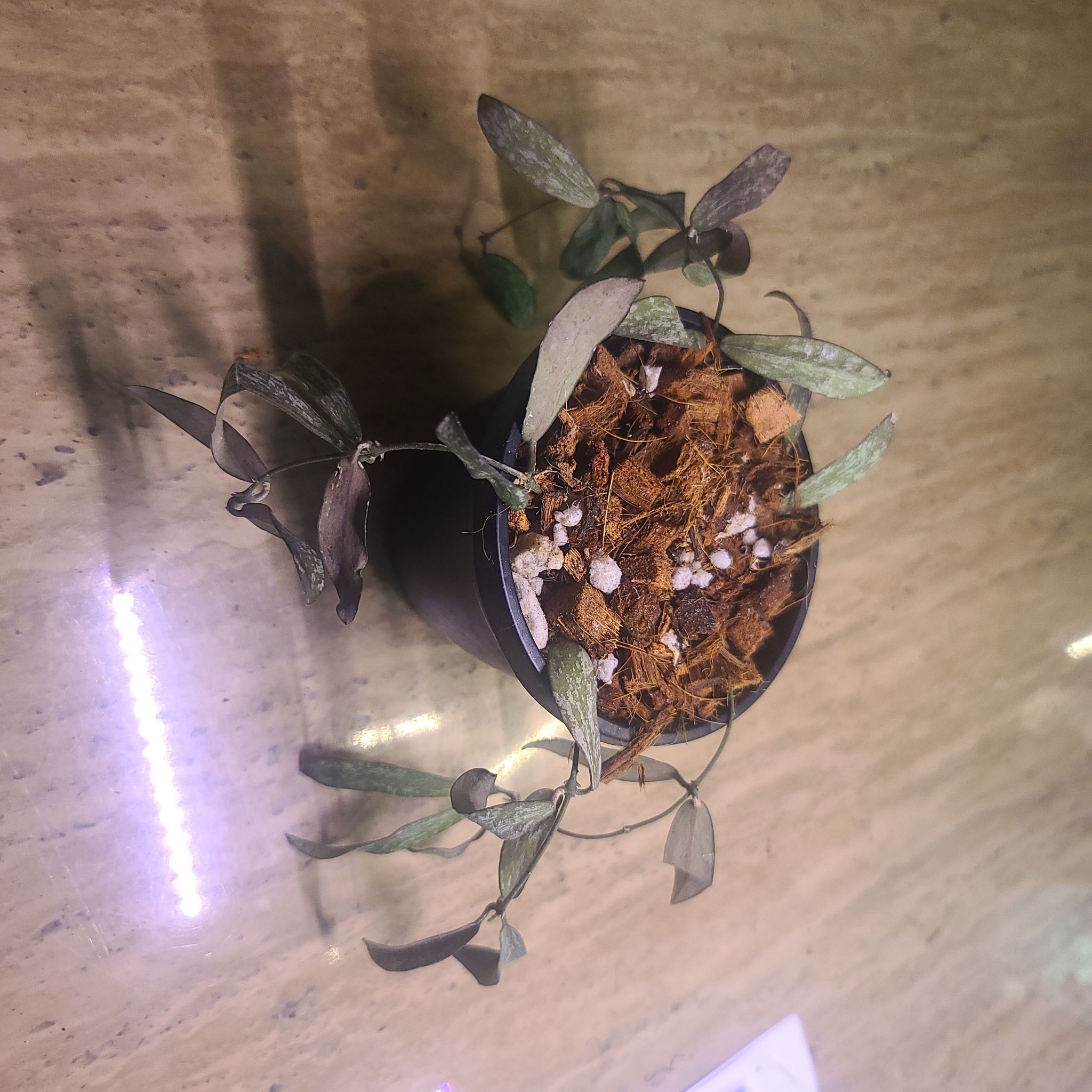 Potted Hoya sigillatis plant with visible soil and some leaf browning.