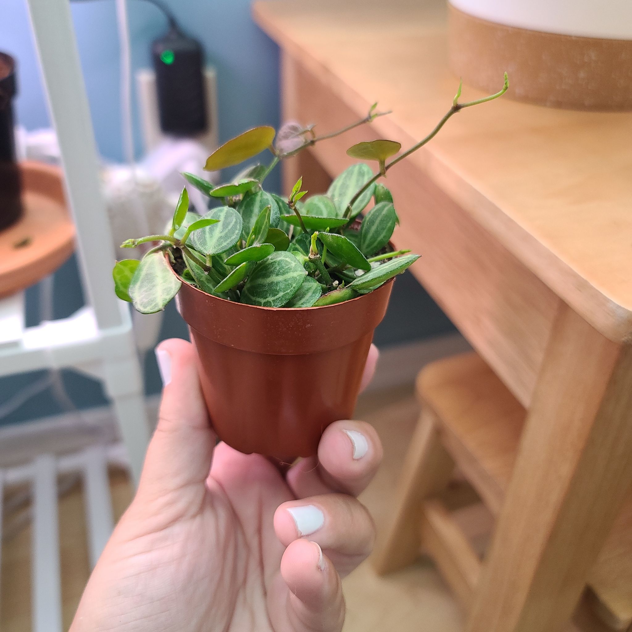 Hand holding a small potted Watermelon Dischidia plant with variegated leaves.