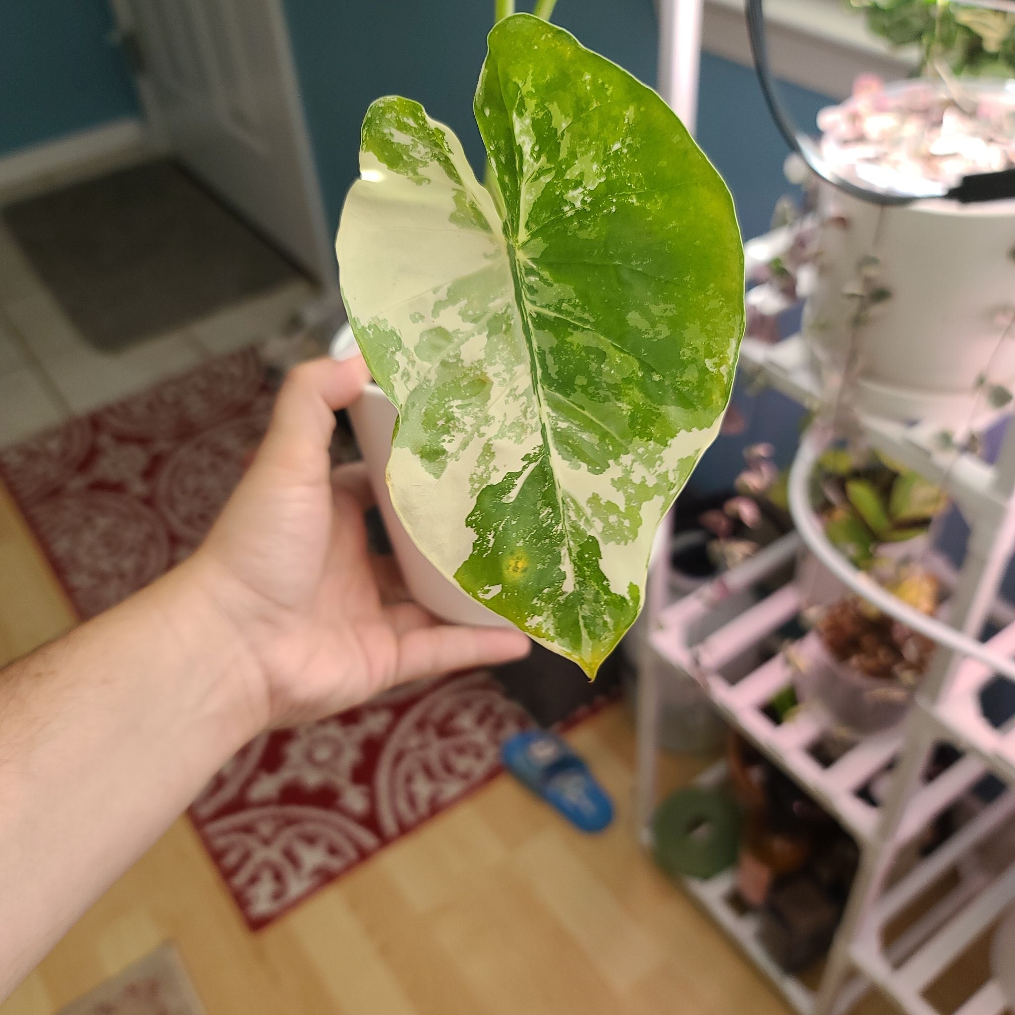 Variegated Alocasia leaf with yellowing and browning, held by a hand.