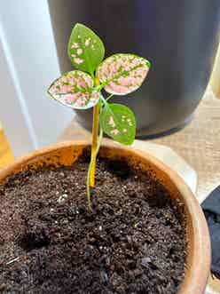 Polka Dot Plant plant
