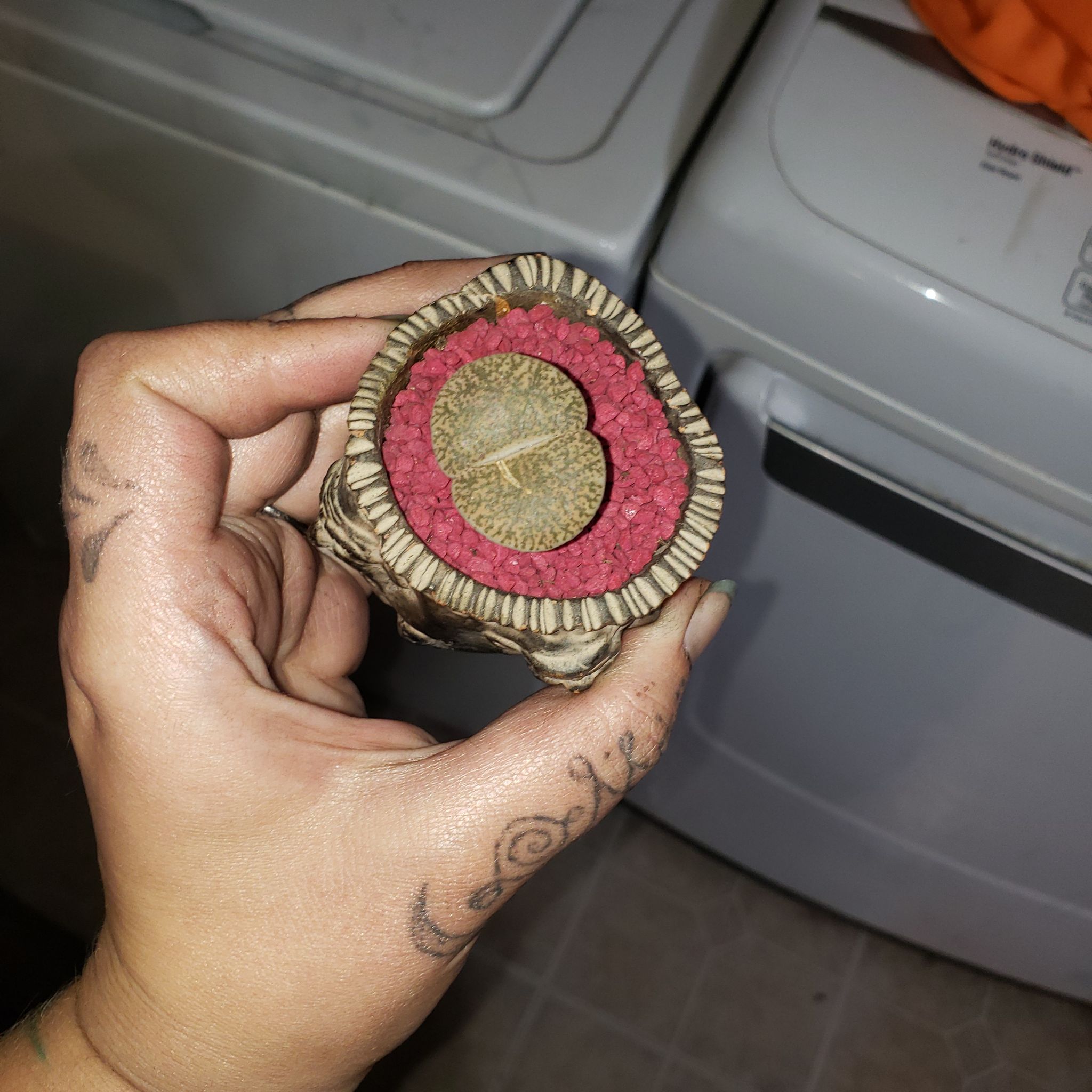 Hand holding a healthy Rubra Lithops plant specimen.