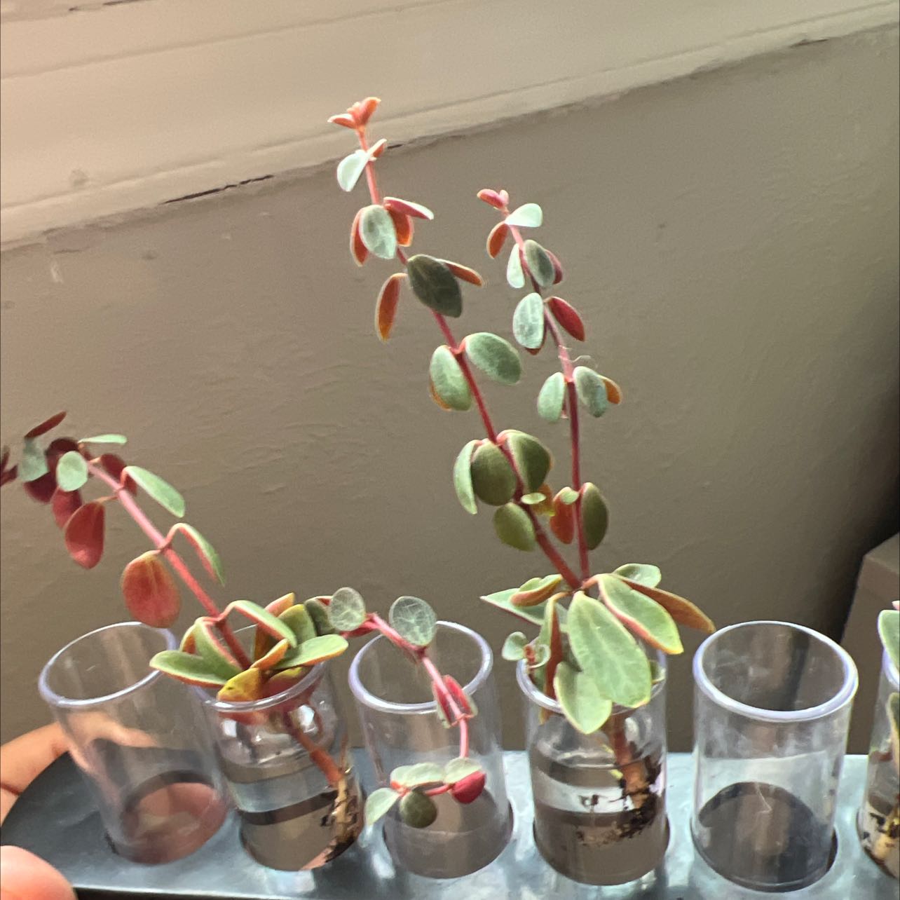 Photo of the plant species Peperomia verticillata 'Red Log' by @Rainbowfuzzies named Your plant on Greg, the plant care app