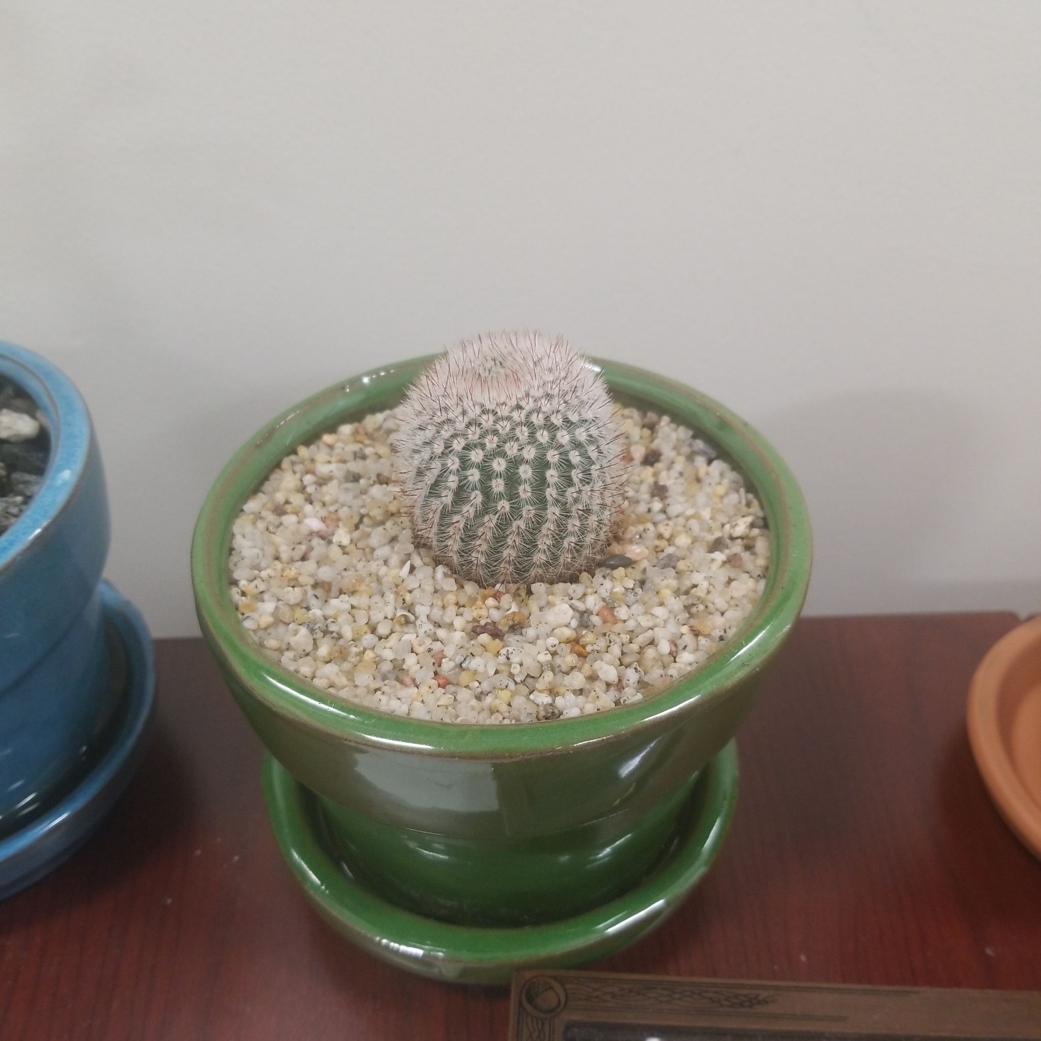 Silver Ball Cactus in a green pot with gravel surface, well-framed and focused.