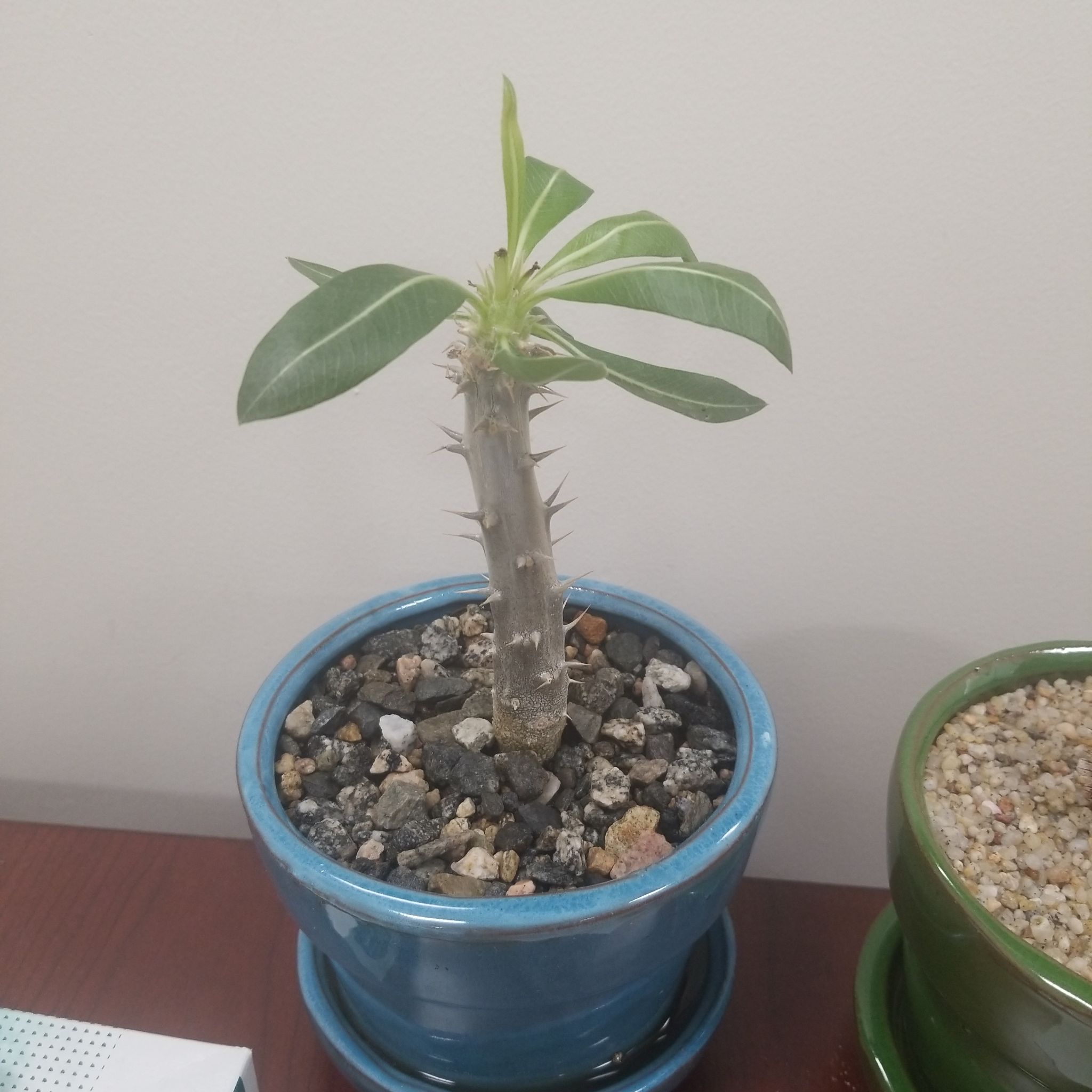 Photo of the plant species elephant's foot plant by @AtypicalKaraka named Arnold on Greg, the plant care app