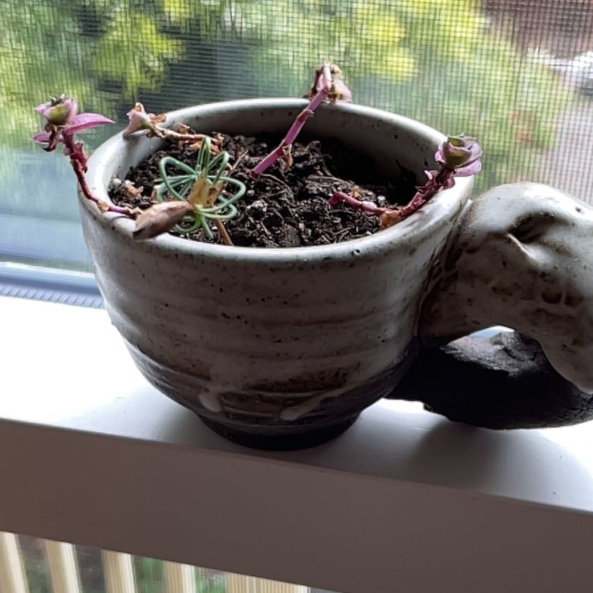 Potted Callisia Pink Panther plant with sparse foliage on a windowsill.