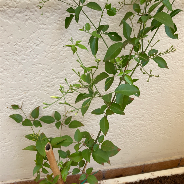 Plant care for Forsythia 'Lynwood Gold' on Greg, the plant care app