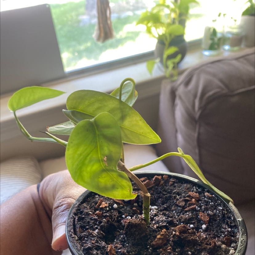 Cebu Blue Pothos plant in a small pot with some yellowing leaves, held by a hand.