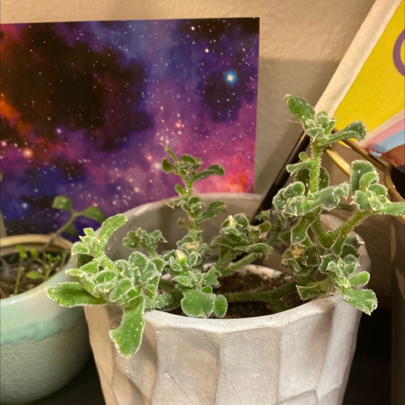 Common Iceplant in a pot with green leaves, no visible health issues.