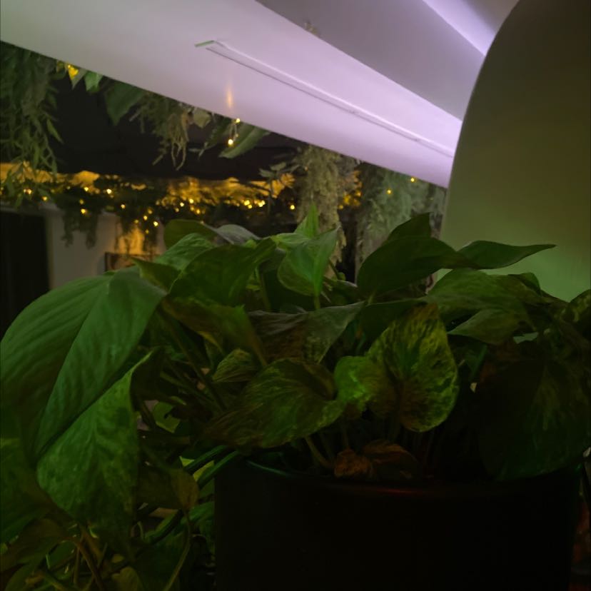 Marble Queen Pothos plant in a dimly lit environment with healthy variegated leaves.