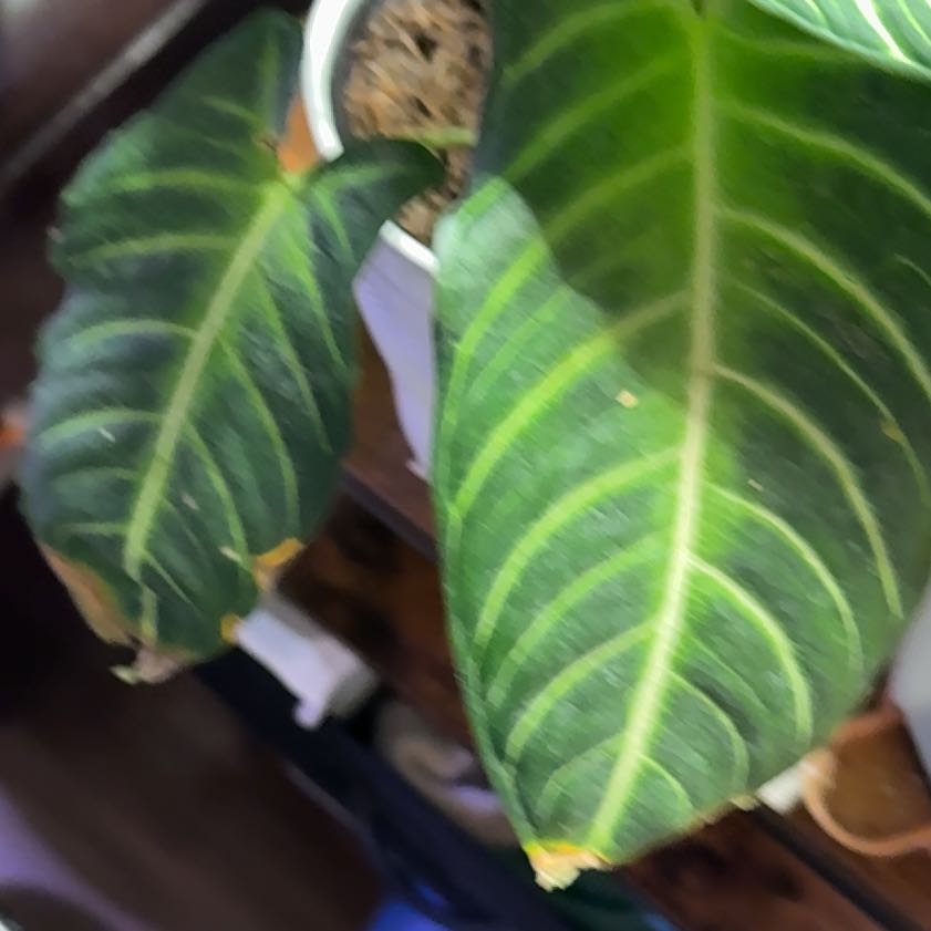 Photo of the plant species Xanthosoma Angel wings by @EnrichingSapote named Xanthosoma on Greg, the plant care app