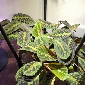Photo of the plant species Prayer Plant by @EnrichingSapote named Red prayer plant on Greg, the plant care app