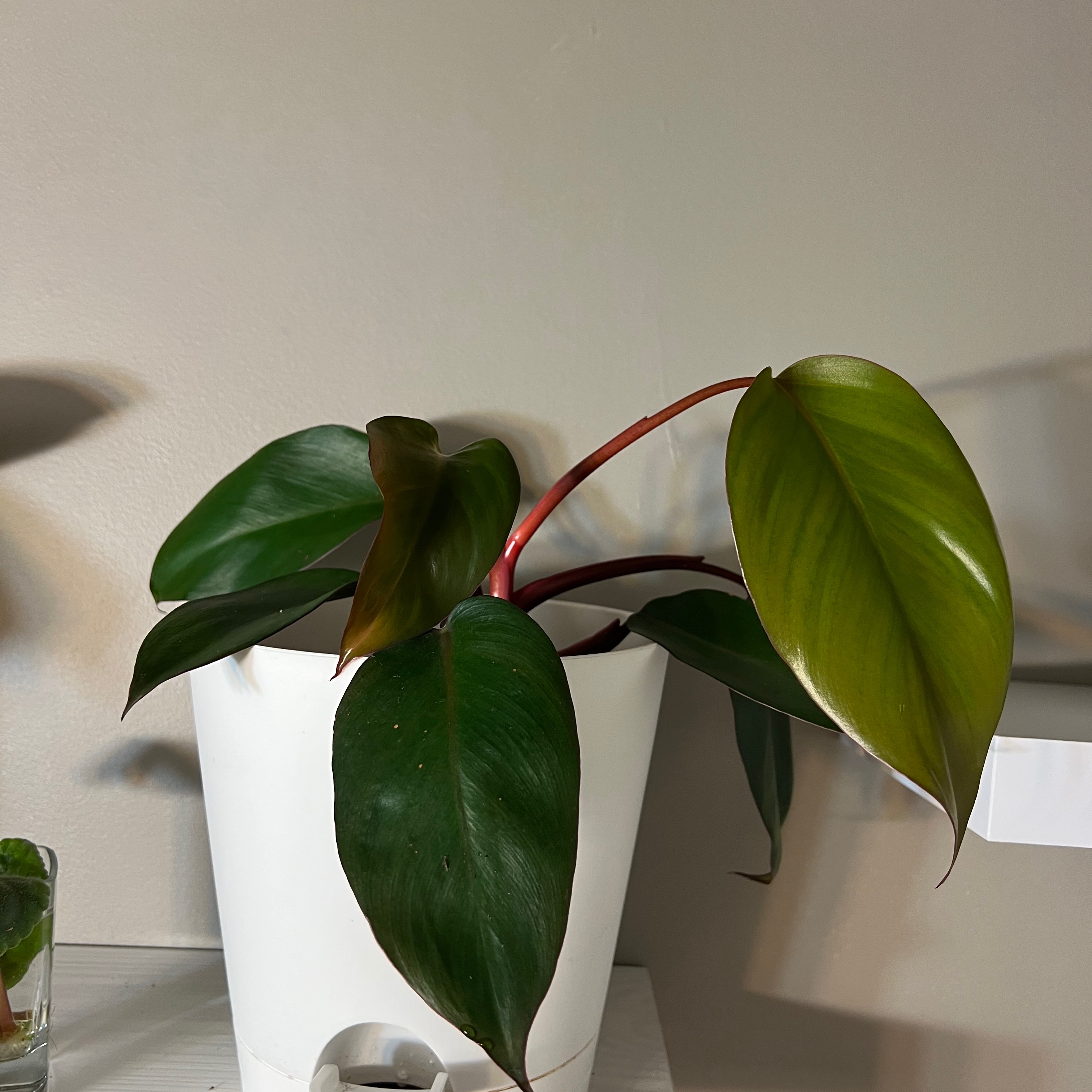 Philodendron Dark Lord plant in a white pot with some yellowing and browning leaves.