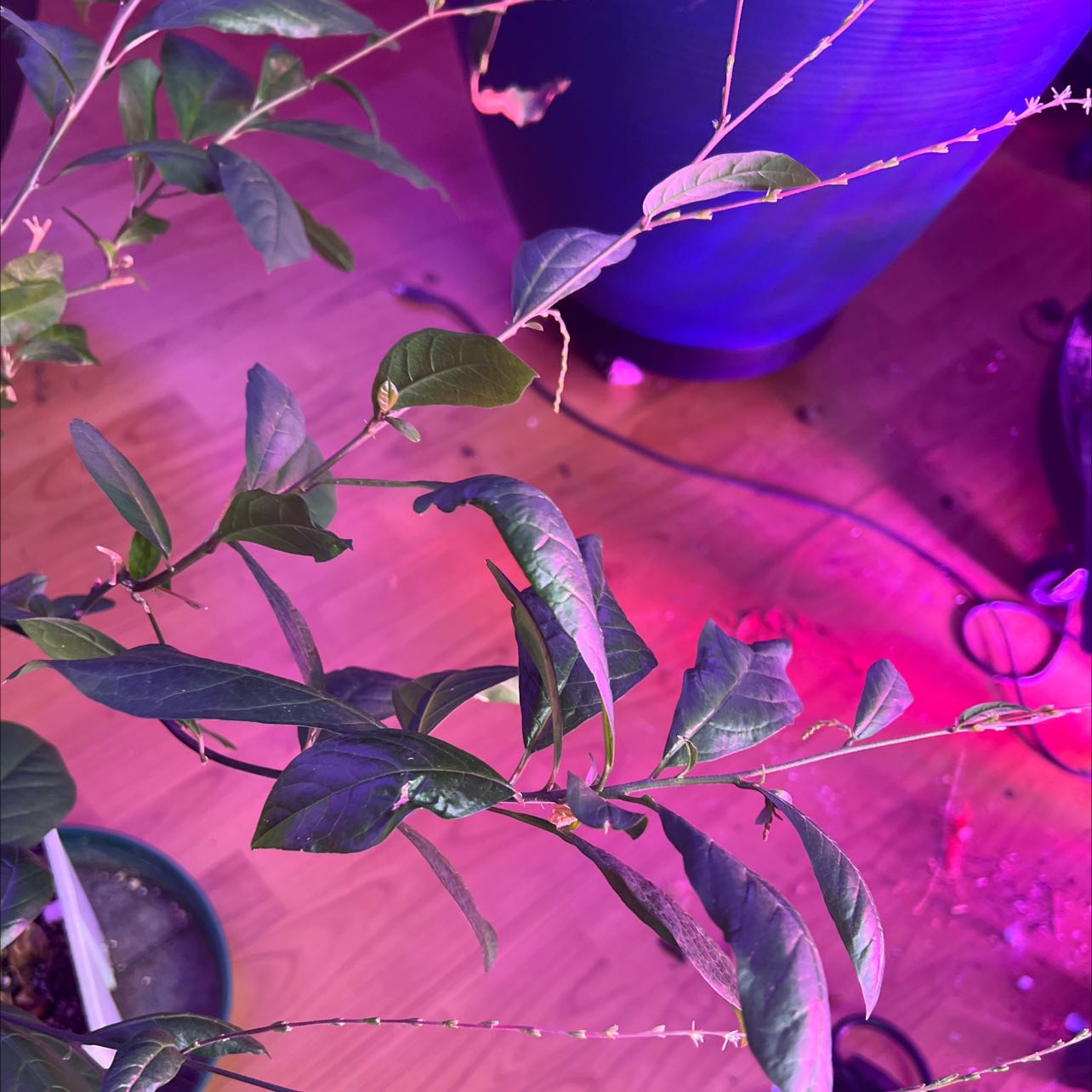 Plant care for Guinea Hen Weed on Greg, the plant care app