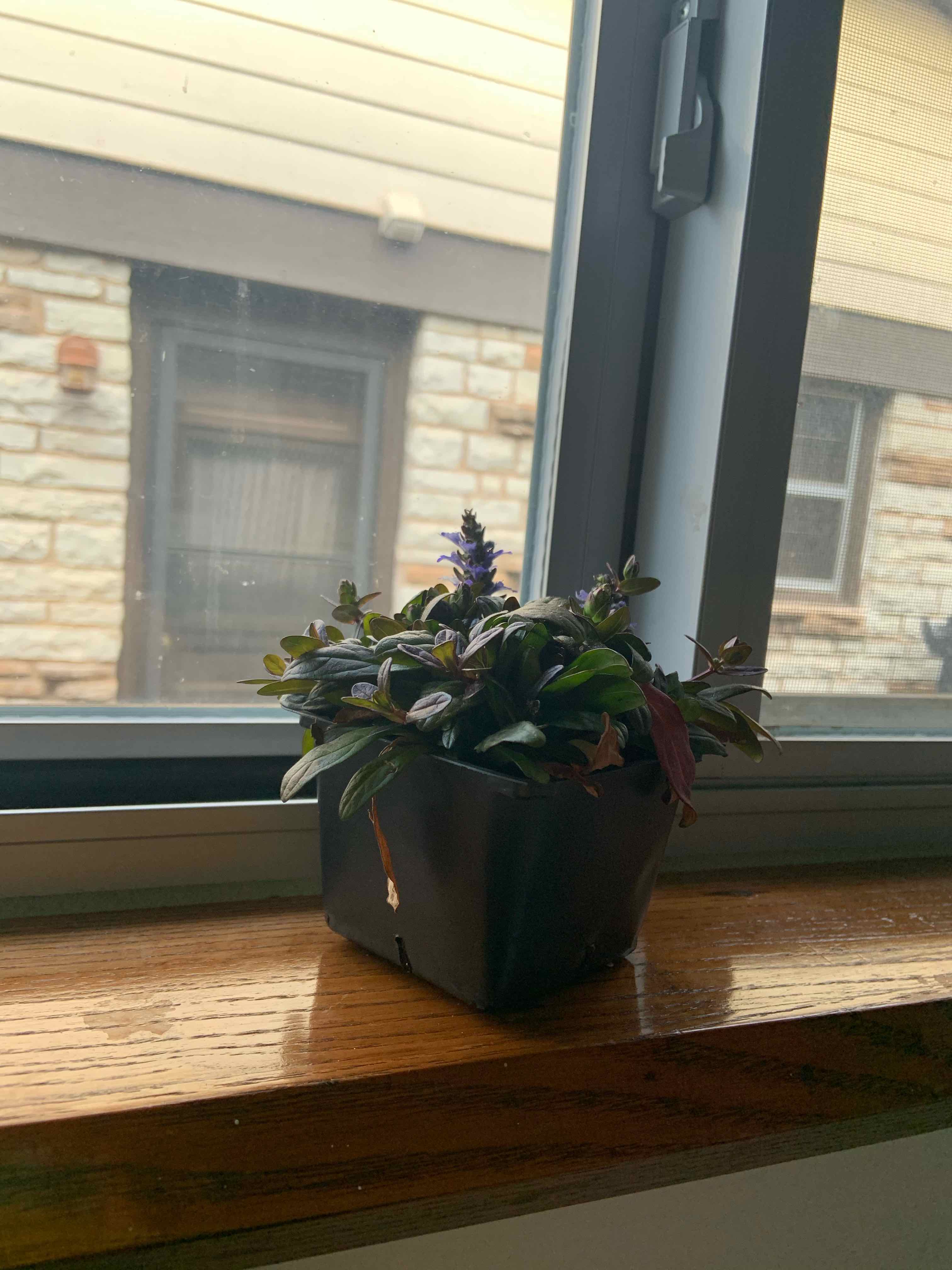 Blue Bugle plant in a black pot on a windowsill with a visible flower spike.