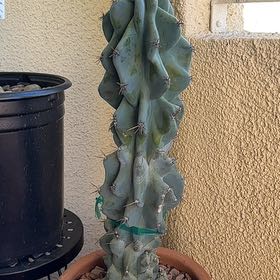 Photo of the plant species Apple Cactus by @FaithLovePlants named Spike Lee on Greg, the plant care app