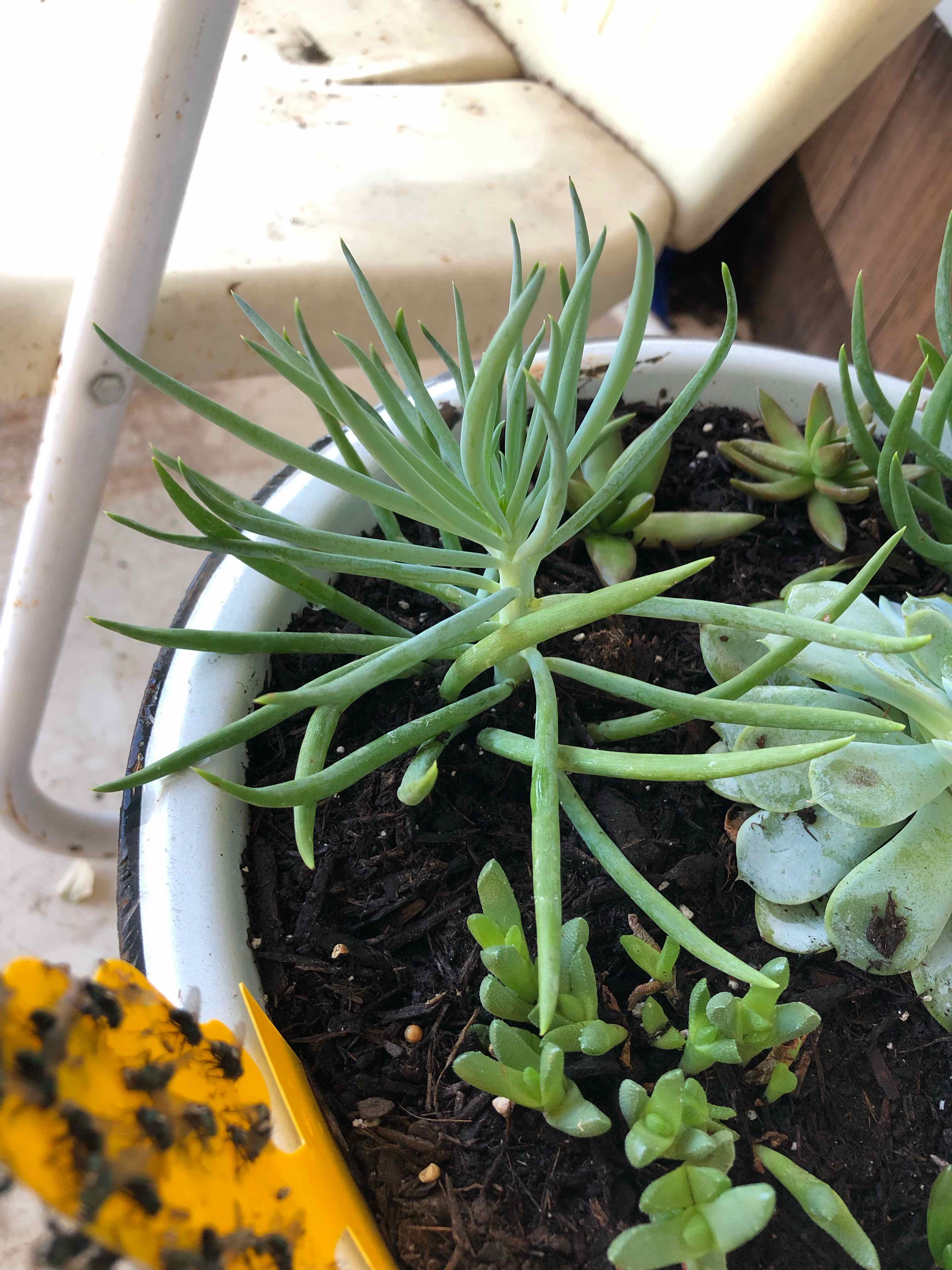Skyscraper Senecio plant in a pot with other succulents, healthy and well-drained soil.