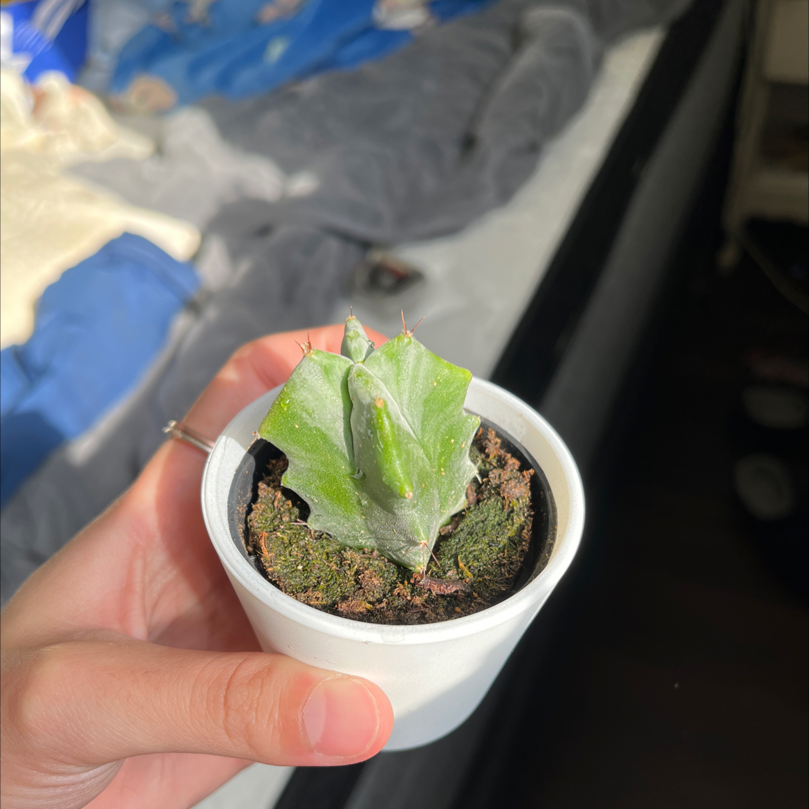Photo of the plant species Variegated Blue Flame by @StudiousAsarina named Daphne on Greg, the plant care app