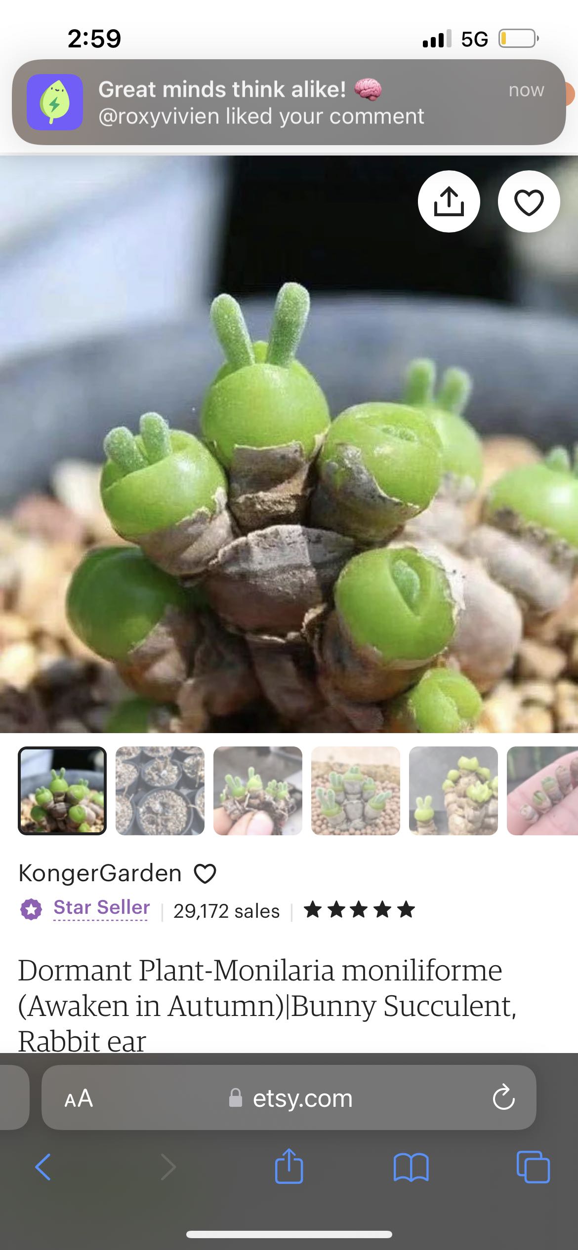 First fall watering for my wrinkled Lithops