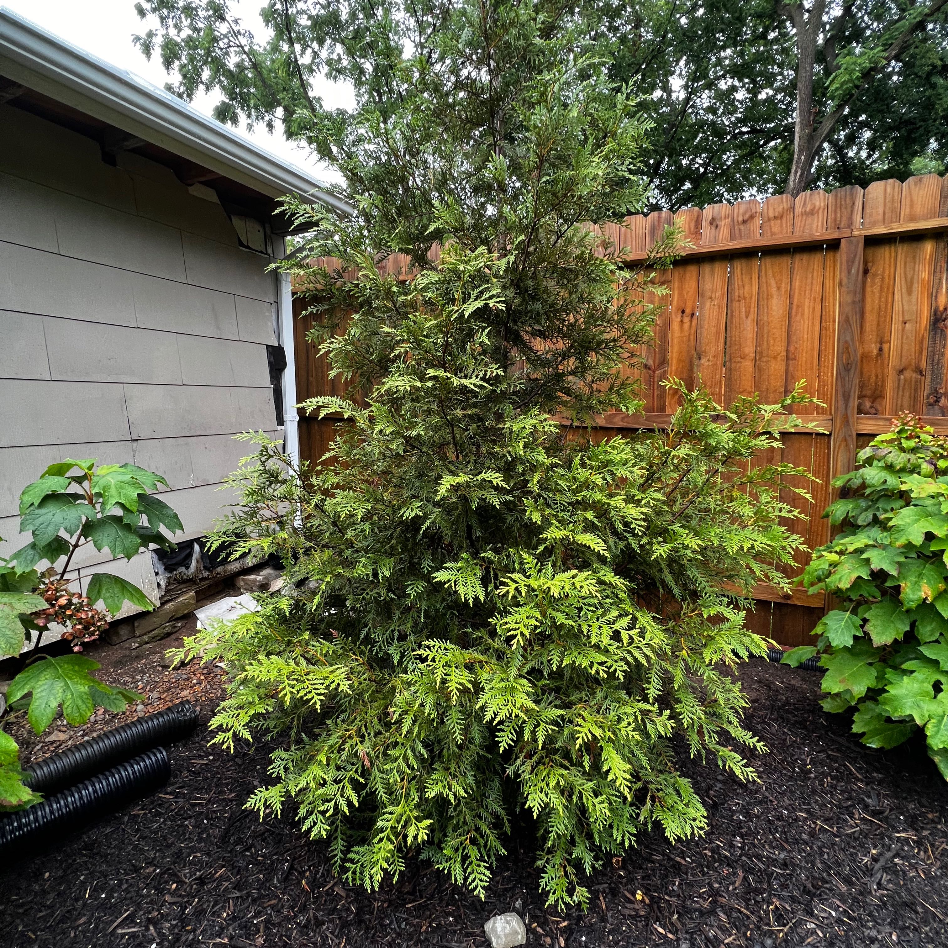 Photo of the plant species Thujopsis by @BlackThumbGene named Arborvitae 1 on Greg, the plant care app