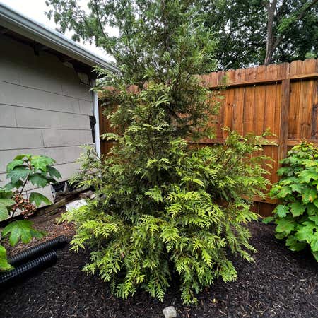 Photo of the plant species Hiba Arborvitae by @BlackThumbGene named Arborvitae 1 on Greg, the plant care app