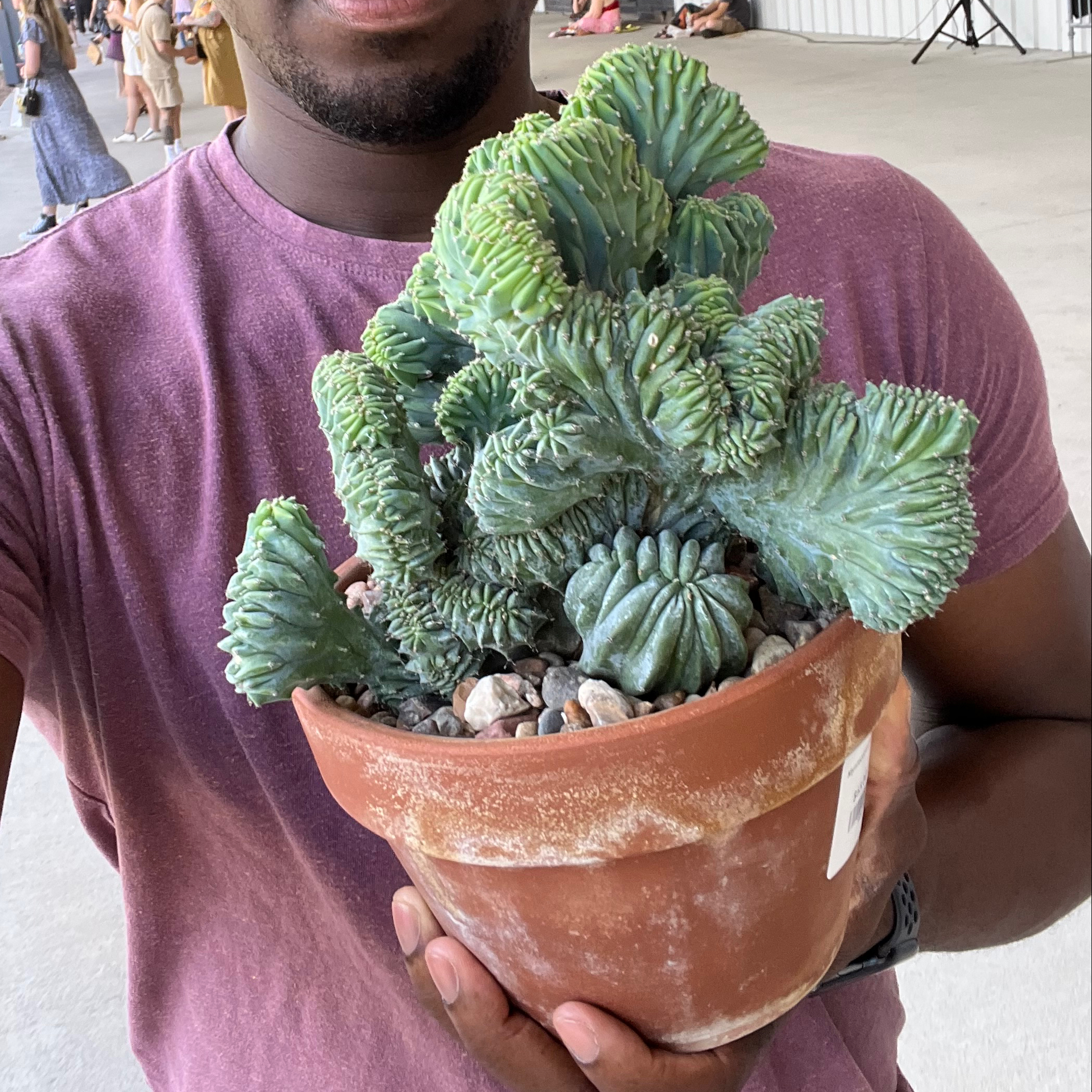 Person holding a healthy Crested Blue Flame plant in a terracotta pot.