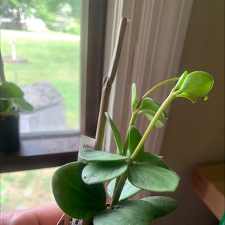 Baby Rubber Plant plant in Vernon Township, New Jersey