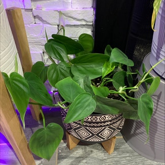 Heartleaf Philodendron plant in Vernon Township, New Jersey
