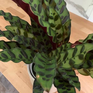 Rattlesnake Plant plant in Vernon Township, New Jersey