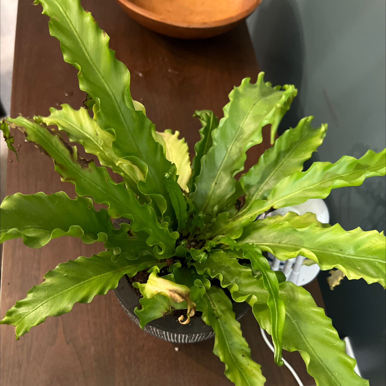 Hurricane Fern with wavy green leaves, slight browning at tips, potted on a wooden surface.