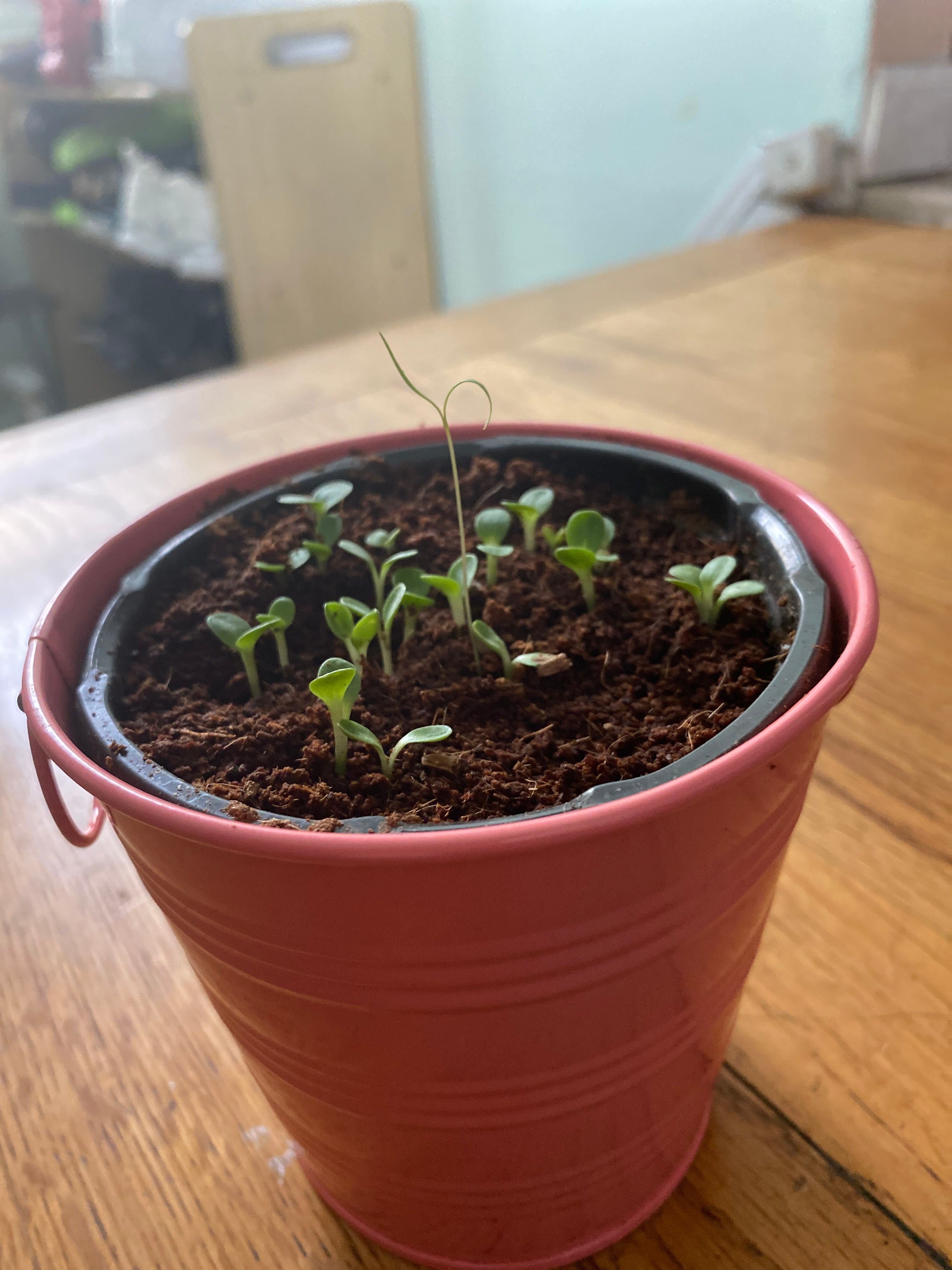 🌸 How to Plant Your Secret Lust Coneflower