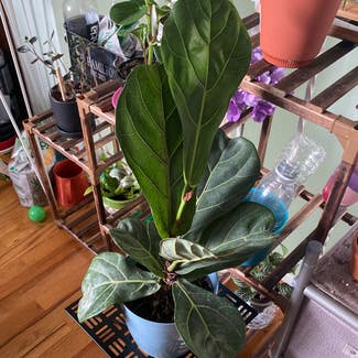 Fiddle Leaf Fig plant in New York, New York