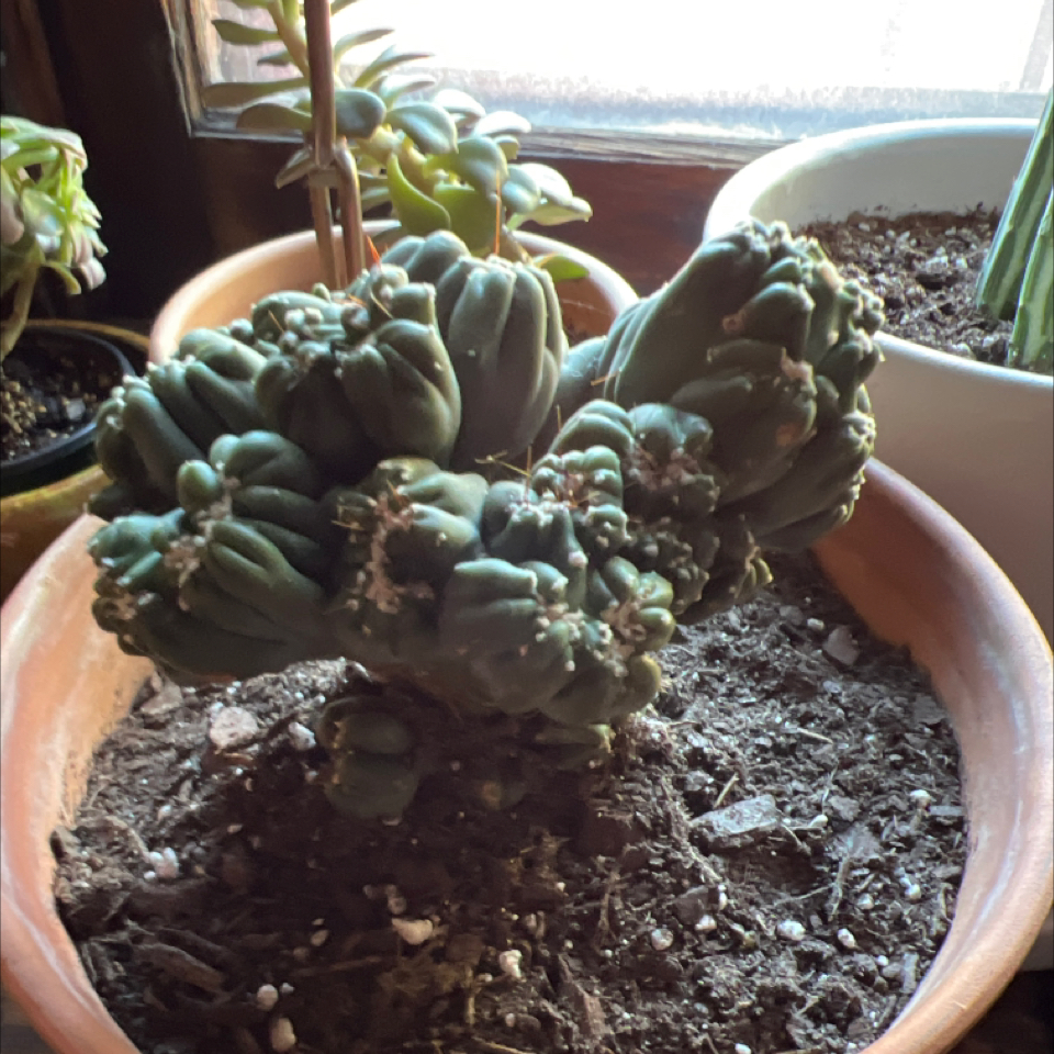 Photo of the plant species Living Rock Cactus by @BackupGabisan named Frida on Greg, the plant care app