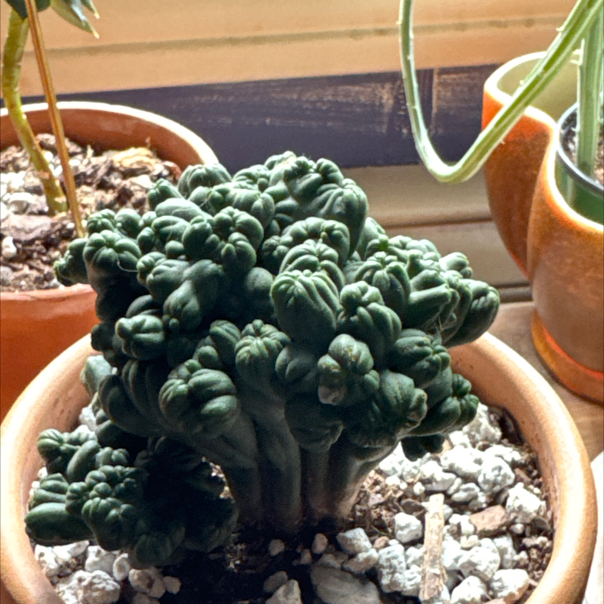 Photo of the plant species Living Rock Cactus by @BackupGabisan named Agnetha on Greg, the plant care app