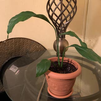 Peace Lily plant in Union City, New Jersey