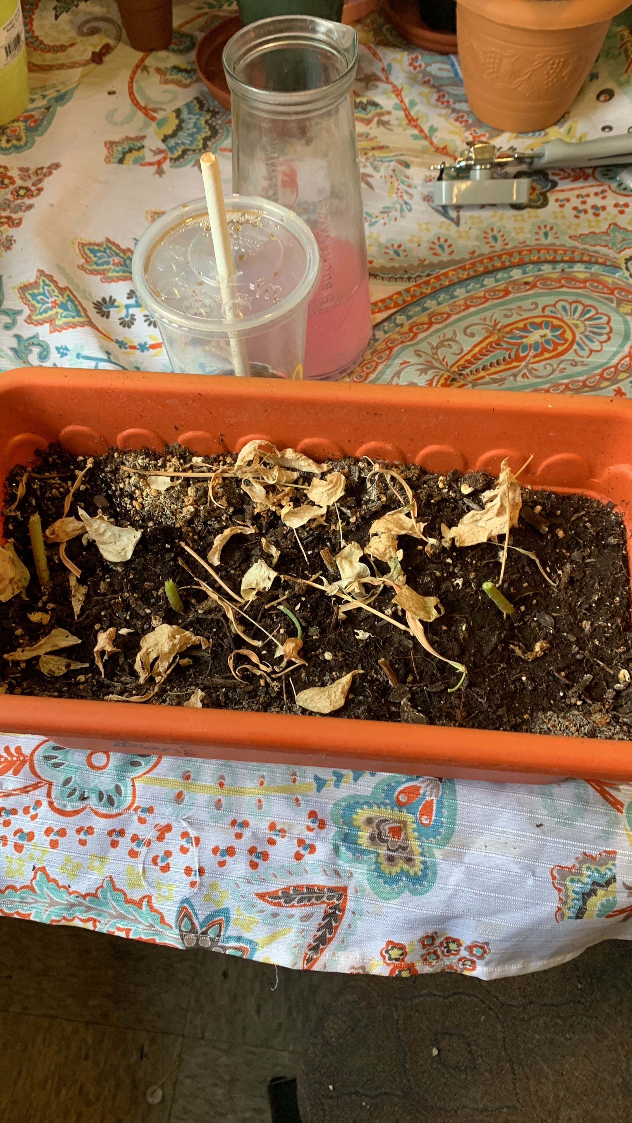 Why Are My Common Bean Leaves Curling?