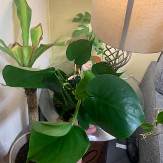 Monstera plant in Union City, New Jersey
