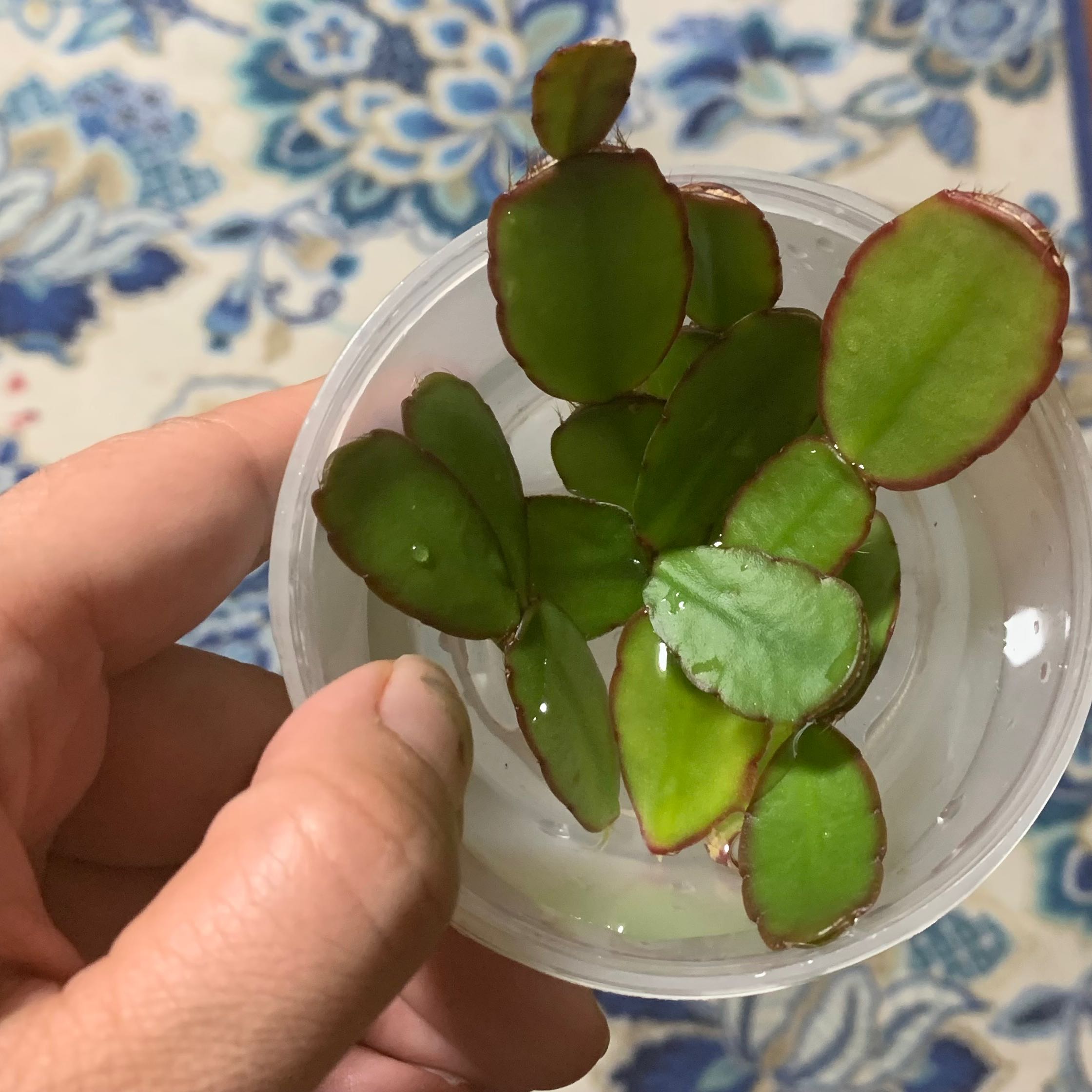 Cacti