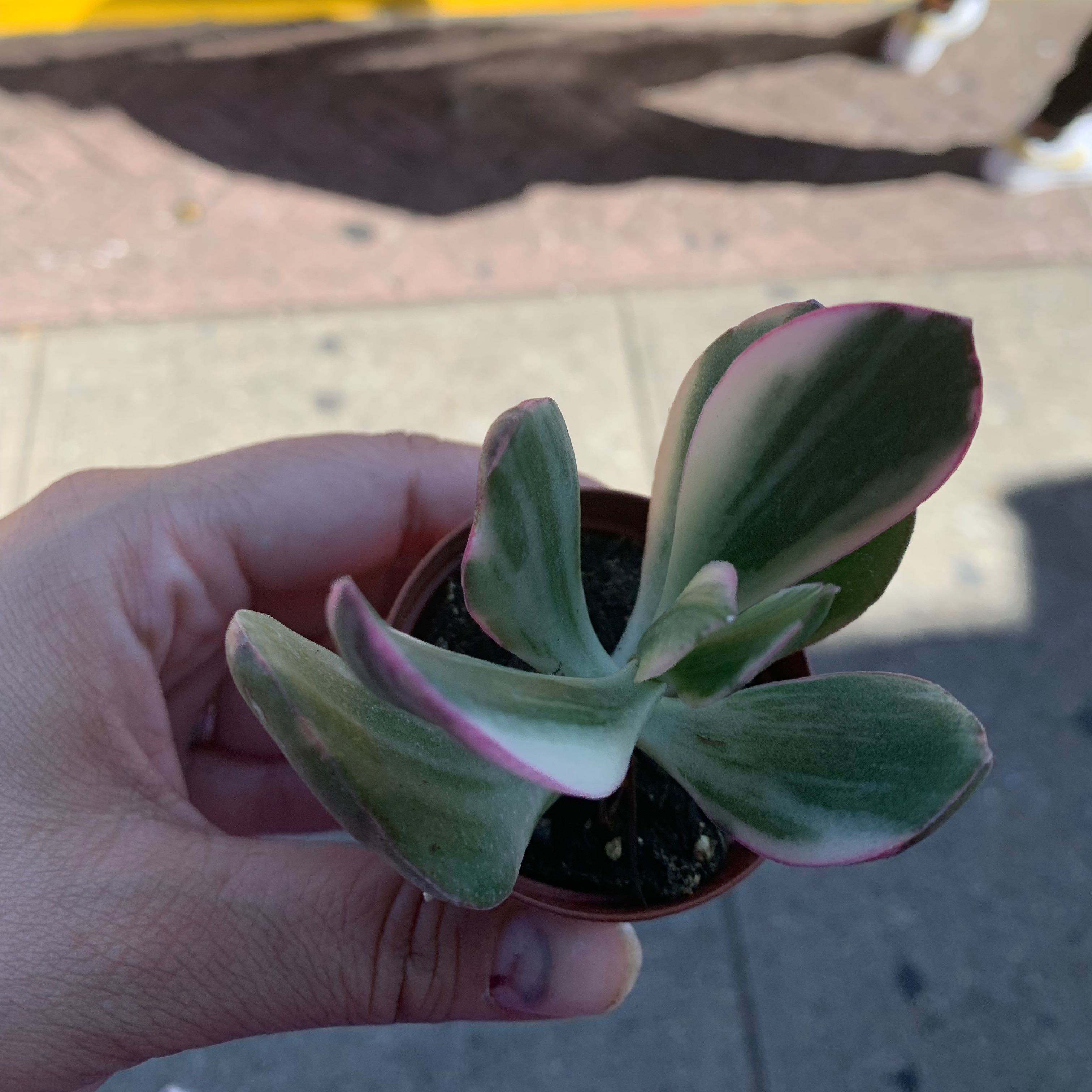 A healthy Variegated Jade plant with green, white, and pink leaves being held by a hand.