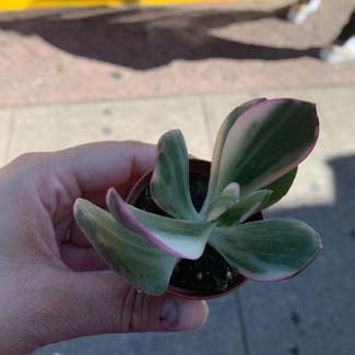 Variegated Jade Plant plant in Union City, New Jersey