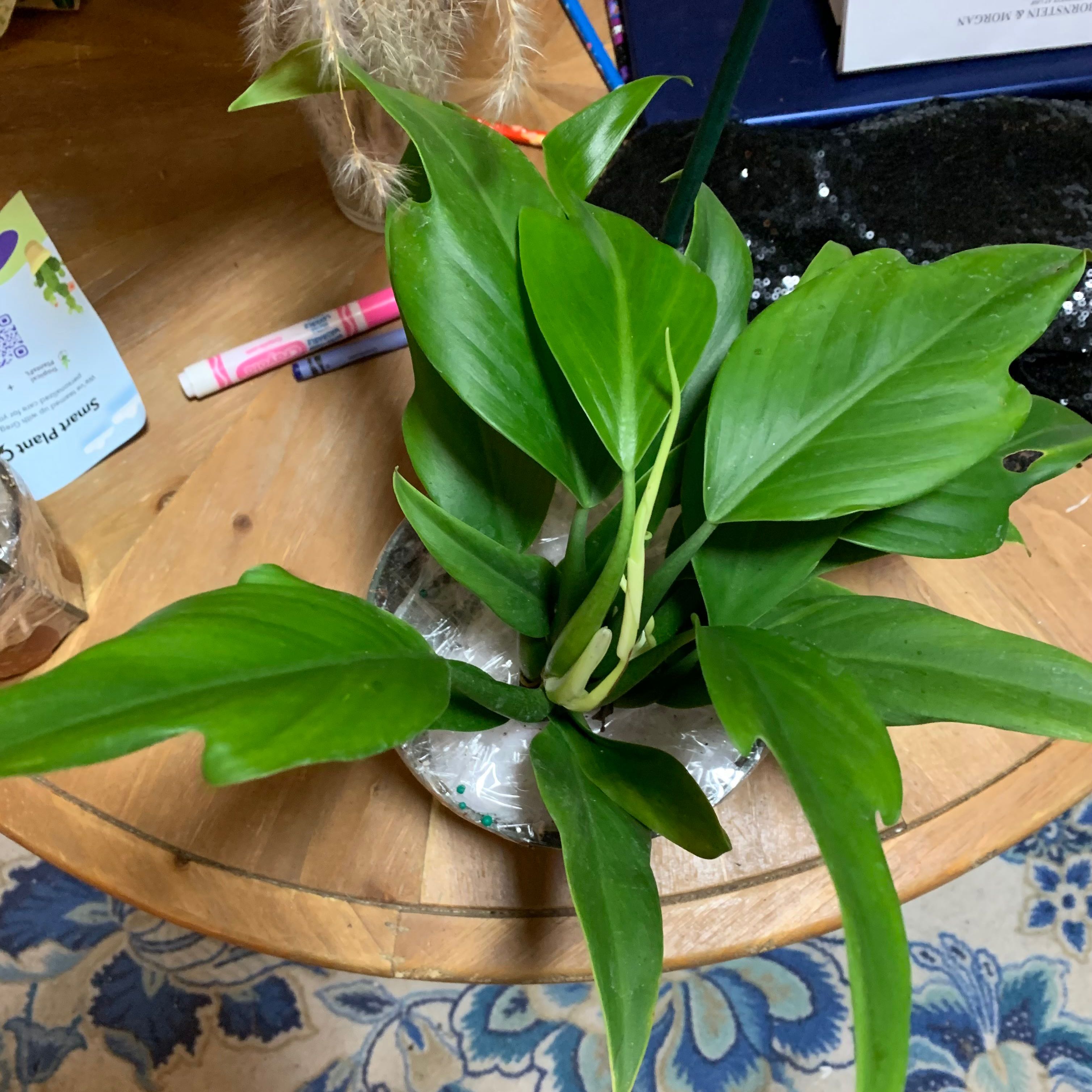 Healthy Philodendron panduriforme plant with vibrant green leaves on a table.