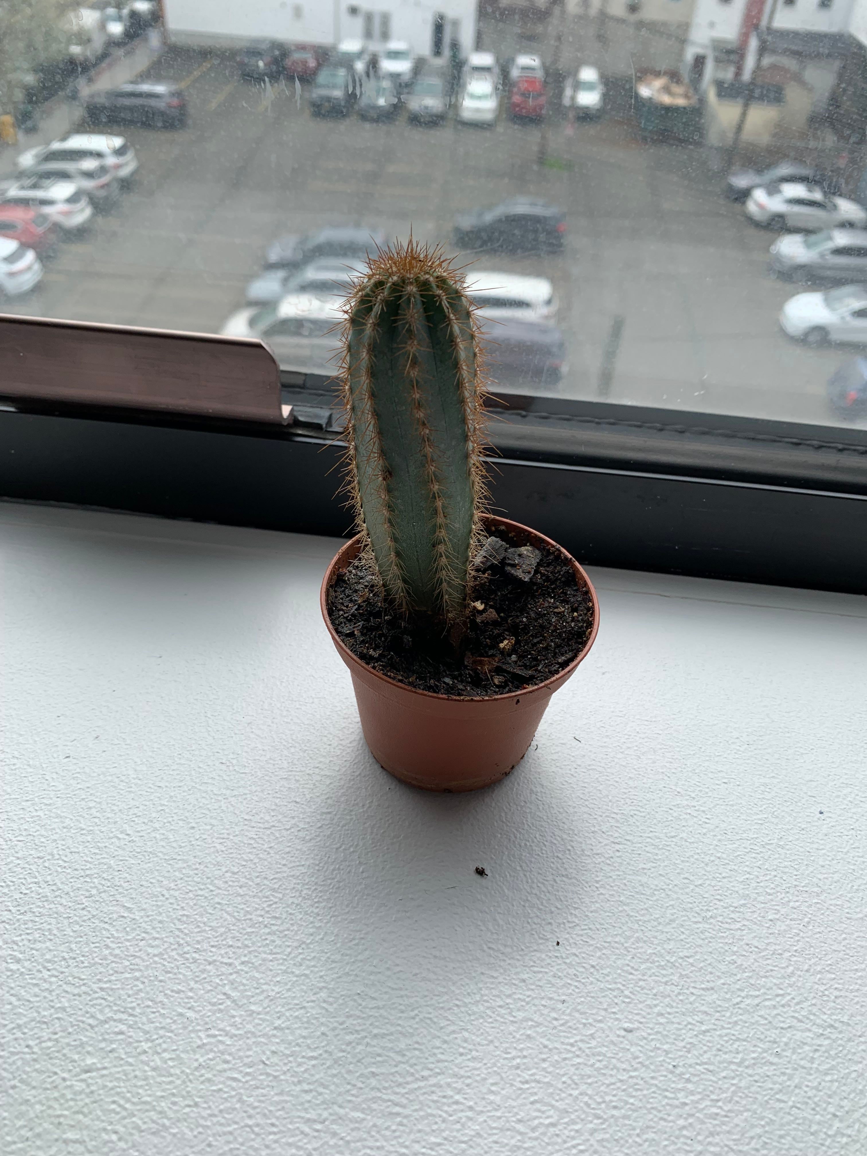 How to Care for Blue Columnar Cactus Mastering Water, Sunlight & More