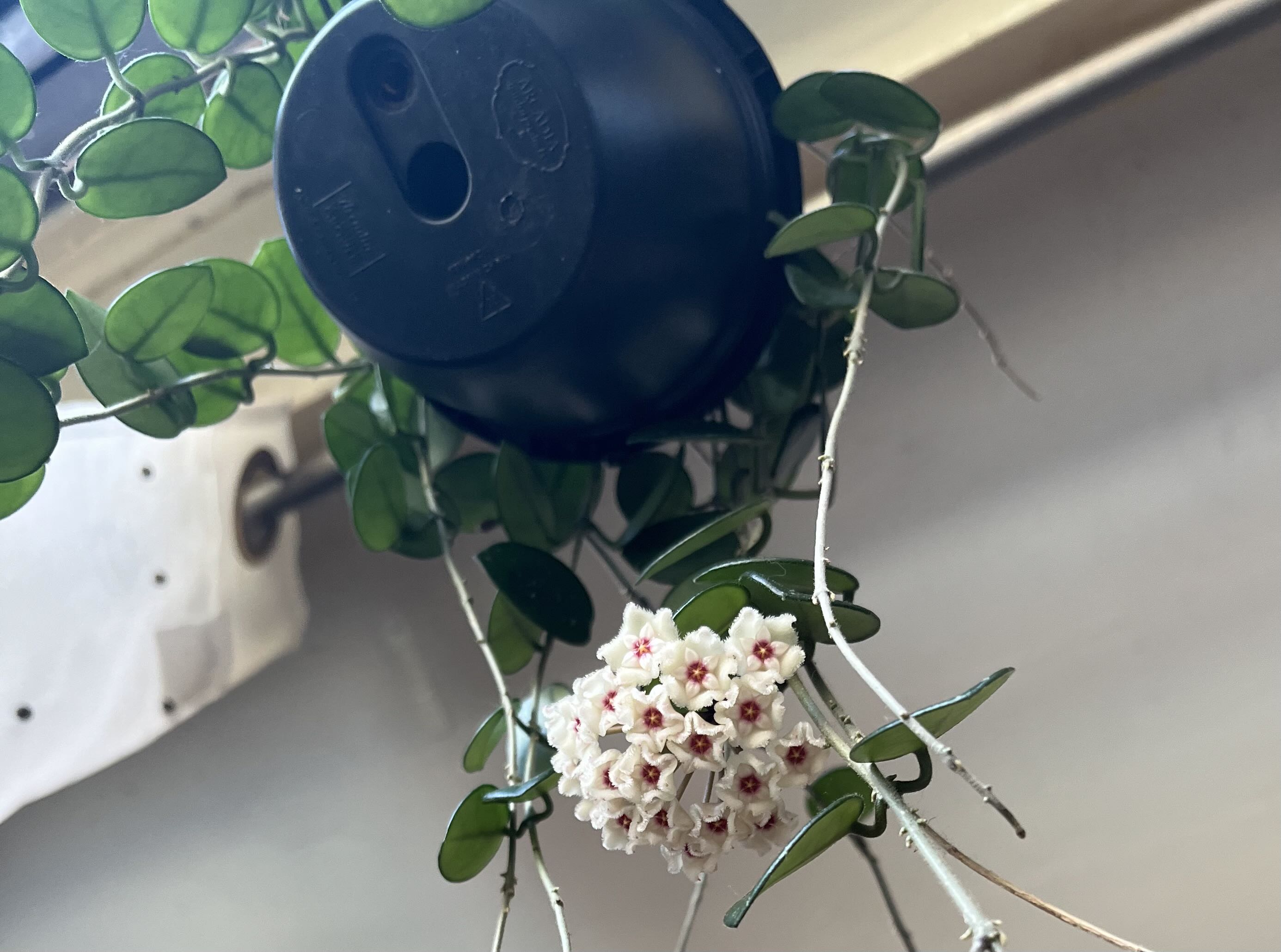 Photo from the post